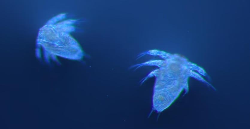 nauplii