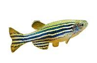 Zebrafish