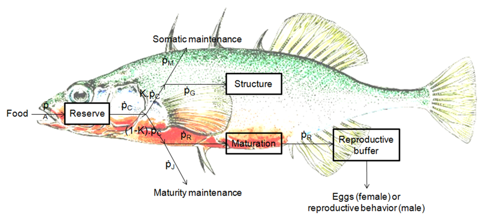 DEB stickleback