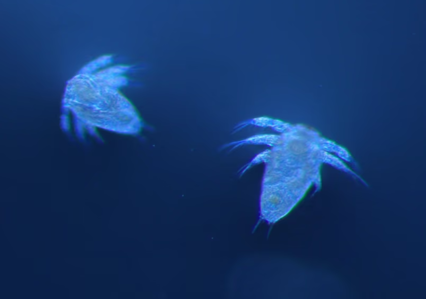 nauplii